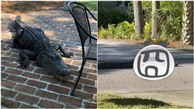 巨鱷,鱷魚,後院,院子,美國(圖/翻攝自（Fernando Lossada臉書）