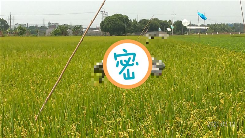 防鳥害出奇招　空中飄「吊蛇」嚇死人