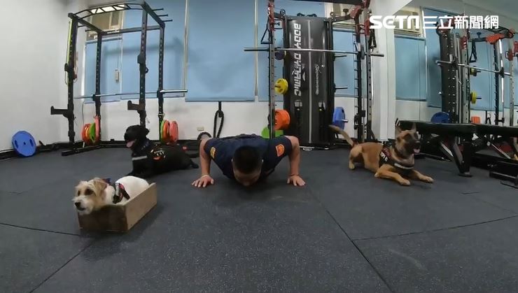 中警犬「隊員」做伏地挺身　萌樣炸翻