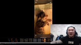 館長,陳之漢,小貓,懷孕,非法繁殖貓咪,Rich