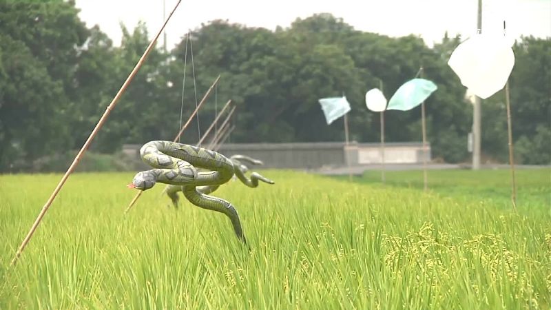 嚇死人！農民用「空氣蛇」驅鳥護稻穗
