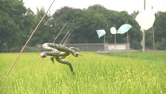 嚇死人！農民用「空氣蛇」驅鳥護稻穗