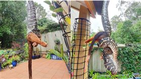 （圖／翻攝自Sunshine Coast Snake Catchers 24/7臉書）
