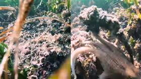 「岩石」突大爆射墨汁…潛水員傻眼章魚,偽裝,蔚藍海岸,潛水,墨汁
翻攝自YouTube ViralHog