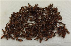 高雄,楠梓,韓國瑜,隱翅蟲（圖／翻攝自公民割草行動）