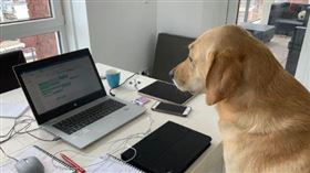 ▲狗的叫聲都是有意義的。（圖／取自推特）