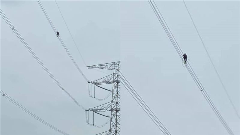 高壓電上黑影不是鳥　網放大看…跪了