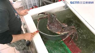 獨／零確診效應　上游水產批發業績飆