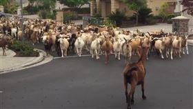 疫情亂象！美國山羊逛大街　網友驚呼：「我的老山羊啊！」