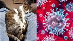 貓咪 互相 傳染 病毒
