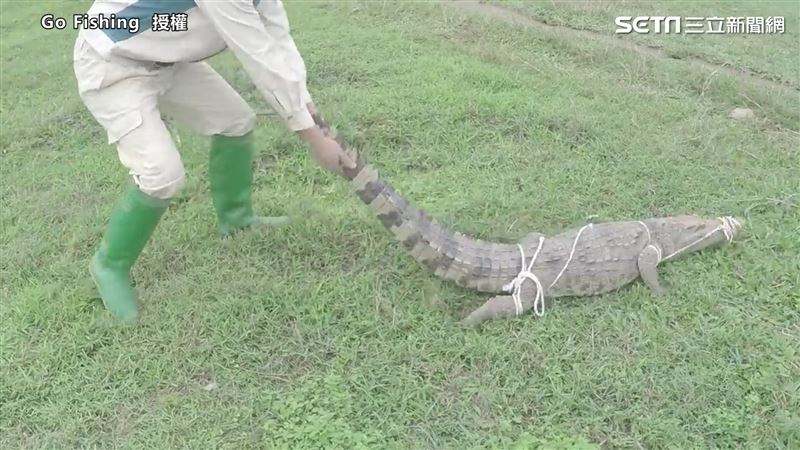 男子徒手抓鱷魚　驚險畫面曝光嚇傻網