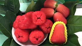 高雄農改場研發  新品種水蜜桃蓮霧上市（3）高雄農改場研發育成蓮霧新品種「高雄2號-春之桃」，產期為1月至6月，目前授權屏東縣南州地區農會種植，已有少量試種果品上市。（高雄區農業改良場提供）中央社記者郭芷瑄傳真  109年5月15日