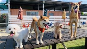 「跟著毛寶貝去旅行」為全台旅行社首創，讓毛寶貝可與主人一同出遊，全程串接寵物友善巴士、寵物友善餐廳、寵物友善旅館等，並由受過專業訓犬教育的導遊帶領，並在行程中結合寵物園遊會、寵物夏令營等趣味活動等，是市場上獨家針對寵物設計完善的主題行程。（圖／雄獅提供）