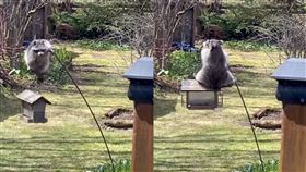 野生胖浣熊「神技」偷吃　遭屋主惡整
加拿大,浣熊,野生,餵鳥器,體操
翻攝自YouTube