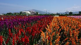 中社觀光花市展出26款新品種劍蘭