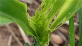 金門發現今年首起秋行軍蟲入侵高粱田（3）金門地區發現今年首起高粱田秋行軍蟲入侵，動植物防疫所15日表示，金門每年秋季高粱契作面積約1900公頃，目前為早種高粱生長期，若高粱植株於幼苗期遭秋行軍蟲咬食，造成生長點損傷，將影響高粱收成。（金門縣政府提供）中央社記者黃慧敏傳真　109年5月15日