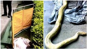 黃金蟒從天而降…竟洩漏主人罪刑　他超慘（圖/翻攝自網易新聞）