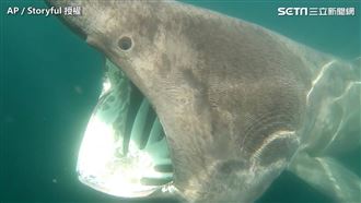 驚見大嘴鯊　男被20隻包圍卻沒被吃