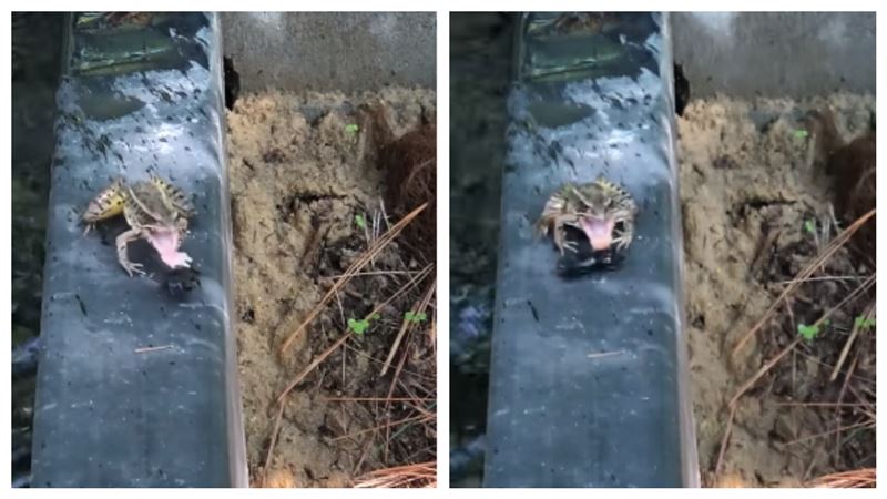 青蛙戰甲蟲…一含太難吃竟爆氣踹下河