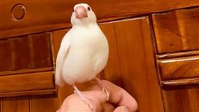 他敲門喊：抓一下我的鳥　女房客傻眼（圖／翻攝自Dcard）