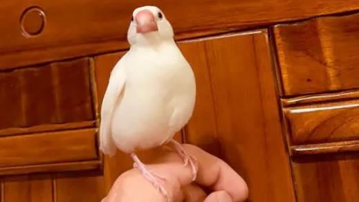 鳥會認主人？網揭絕招：不知怎辦到的