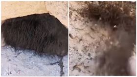 洞口「毛叢叢」！他一戳上萬黑點猛竄（圖／翻攝自YouTube）