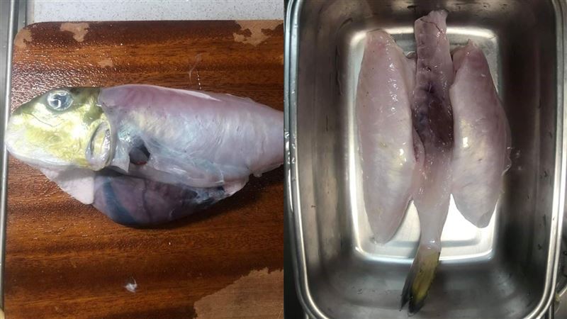 他放殺魚成果照　網嚇壞：別吃會死人