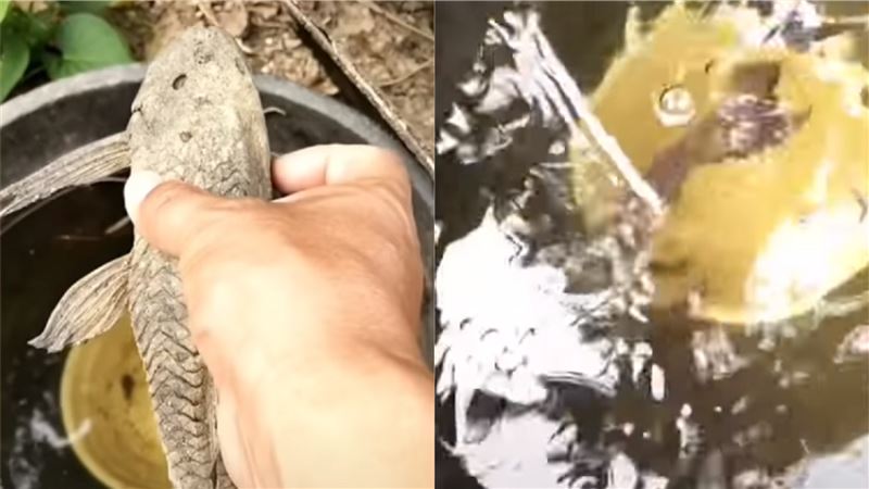 垃圾魚曬成乾　放進水裡30秒復活了