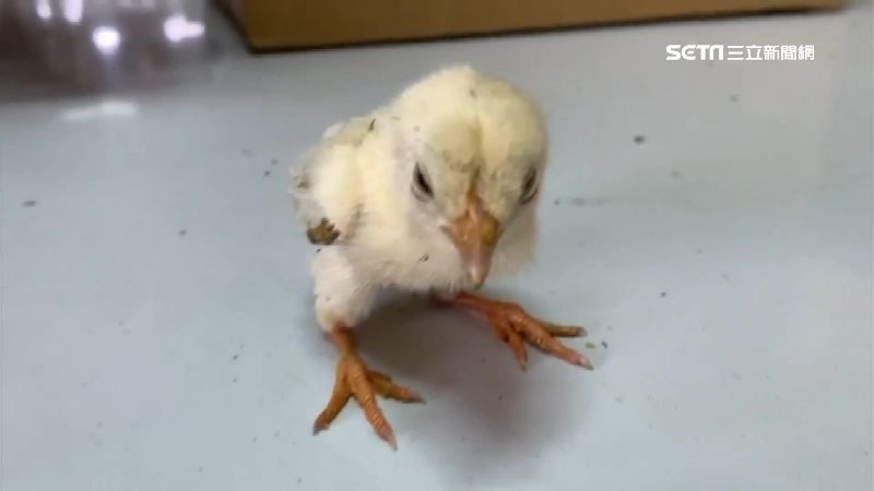 彰化「天外奇雞」　雞蛋熱到自行孵化