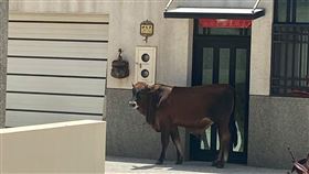 澎湖,牛,夏天,住宅,屋簷（圖／翻攝自爆怨公社）