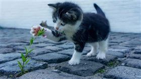 寵物、貓、狗、毛小孩、毛孩　（圖／pixabay）