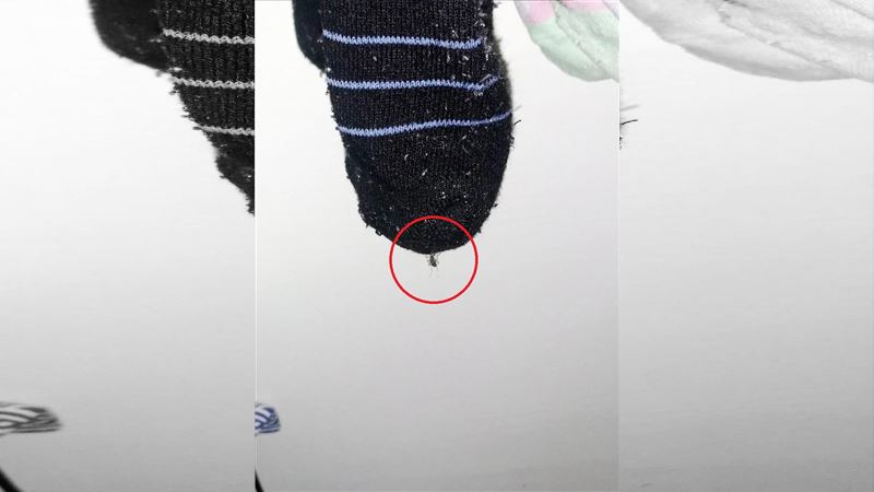 橡皮筋女射手再現　蚊爆漿慘死噴滿牆