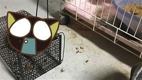 捕到巨型「米老鼠」他頭疼問怎處理？網曝死法：這種最人道（圖／翻攝自爆怨公社）