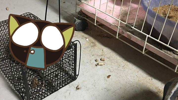 抓到老鼠怎辦？網曝死法：這種最人道