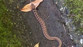  陽明山,毒蛇,龜殼花,擬龜殼花,無毒（圖／翻攝自PTT）