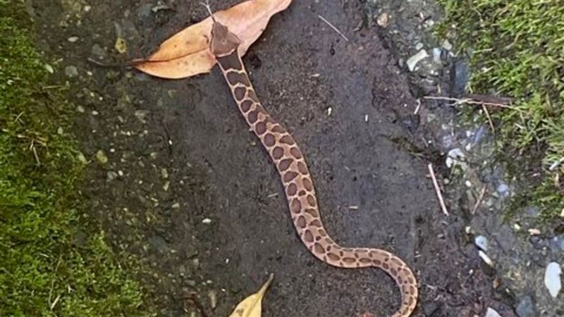 龜殼花現身陽明山？網見亮點：牠沒毒