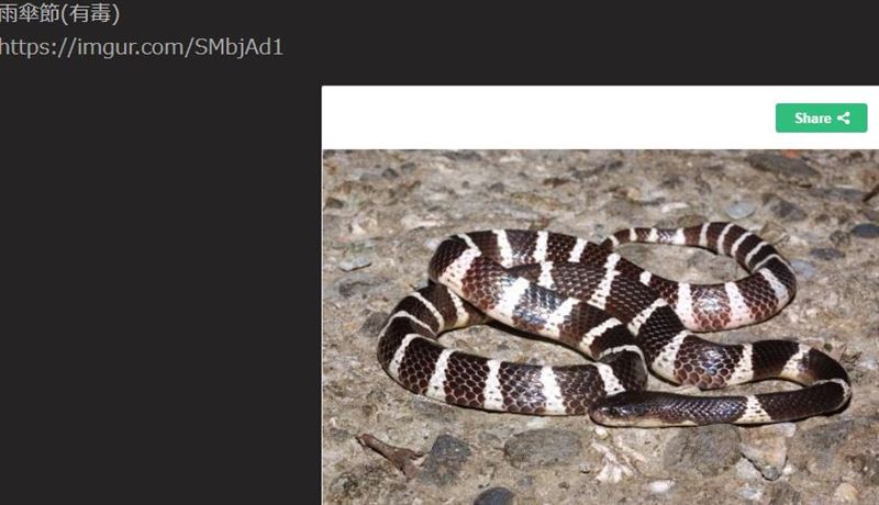 山上遇擬龜殼花 釣出 蛇系神人 解密10常見蛇網推爆 生活 三立新聞網setn Com