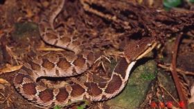 網友介紹常見的蛇（圖／翻攝自PTT）