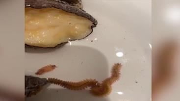 海鮮大餐爬出2隻蟲　網驚：比鮑魚貴
