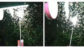 飛蟻大軍襲南投　網：黑影蓋天如末日（圖／翻攝畫面）