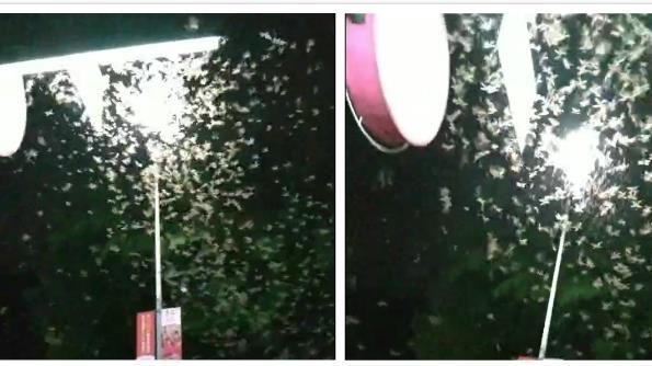 飛蟻大軍襲南投　網：黑影蓋天如末日