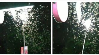 飛蟻大軍襲南投　網：黑影蓋天如末日