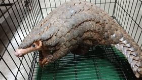 穿山甲(新北市政府動物保護防疫處提供)