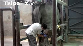 大象（台北市立動物園提供）