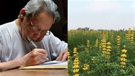 鍾肇政（圖／鍾肇政粉專）、貓裡魯冰花海。（圖／苗栗市公所提供）