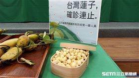 蓮子（記者陳弋攝影）