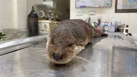 金門水獺死亡再添一例　生態教師不捨