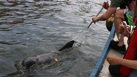 誤闖高雄港小虎鯨活力旺　救援活動暫告終滯留高雄港100號碼頭的7隻小虎鯨經海保署集結跨單位救援團隊連日努力，18日嘗試就近鎮定救援，但因牠們活力十足且積極保護同伴，經過數次嘗試未能成功，傍晚救援活動告終。（海保署提供）中央社記者程啟峰高雄傳真　109年5月18日
