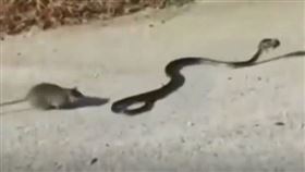 大蛇叼走鼠寶寶　鼠媽激戰曝結局驚呆（圖／翻攝自三立新聞網YouTube）