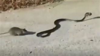 鼠寶寶遭叼走…鼠媽激戰大蛇結局哭了